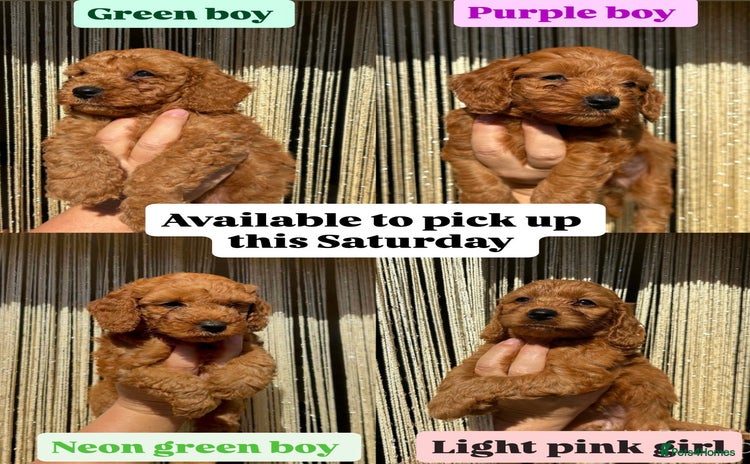Cavapoo dogs - Advert 4