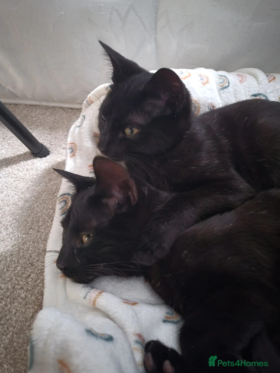Mixed Breed cats for sale: 2 black girl sister dwarf cats  - Advert 8