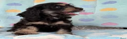 Cockapoo dogs for sale: Beautiful cockapoos 🐶🐶 ready now - Advert 28