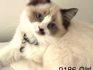 Ragdoll cats Gorgeous Ragdolls - Advert 15