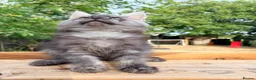 Maine Coon cats for sale: Stunning GCCF Maine Coons available  - Advert 20