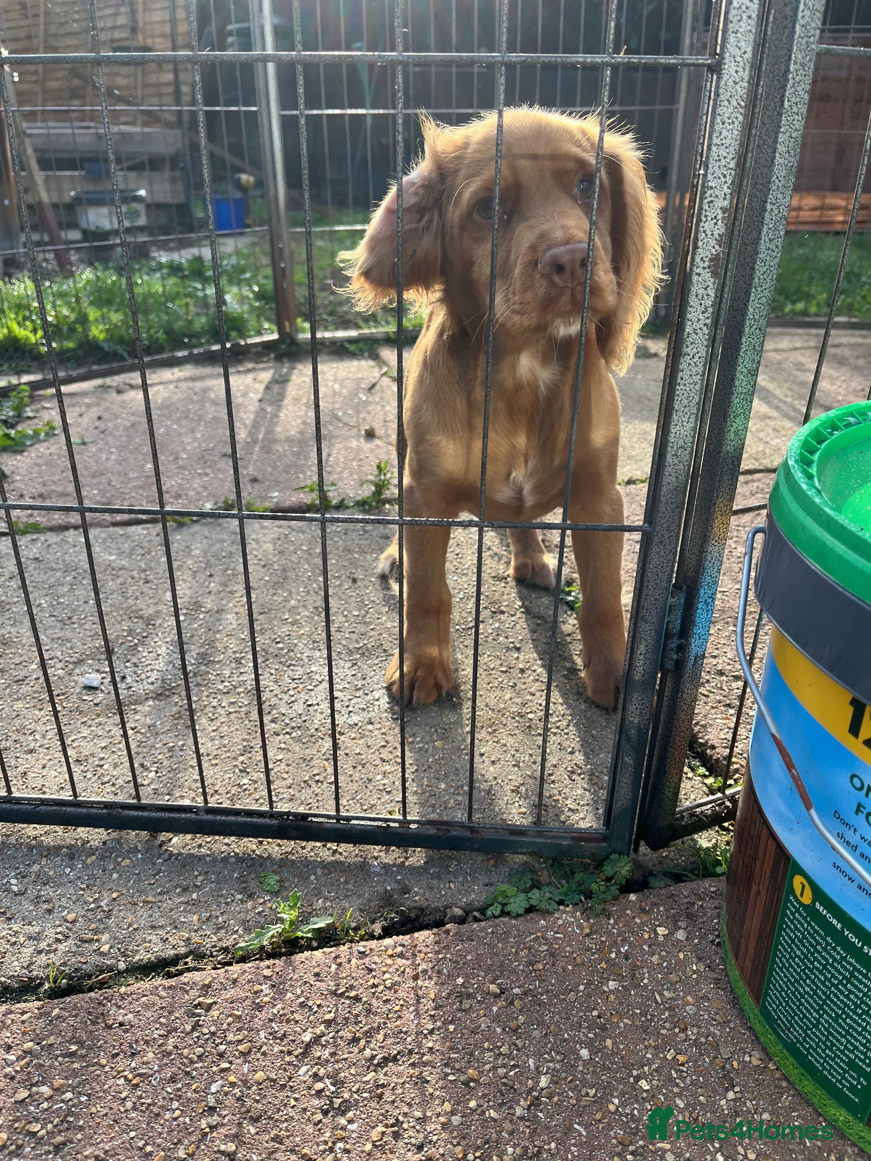 Cocker Spaniel dogs Working cocker spaniel, - Advert 2