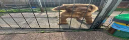 Cocker Spaniel dogs for sale: Working cocker spaniel, - Advert 2