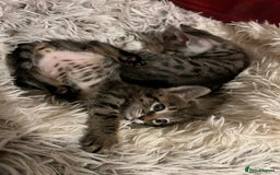 Savannah cats for sale: Savannah SBT adorable silver spotted boys and girl - Image 14