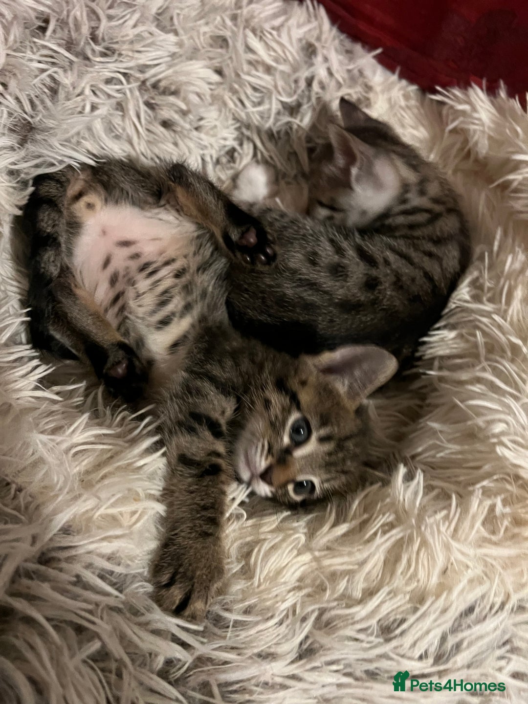 Savannah cats for sale: Savannah SBT adorable silver spotted boys and girl - Image 14
