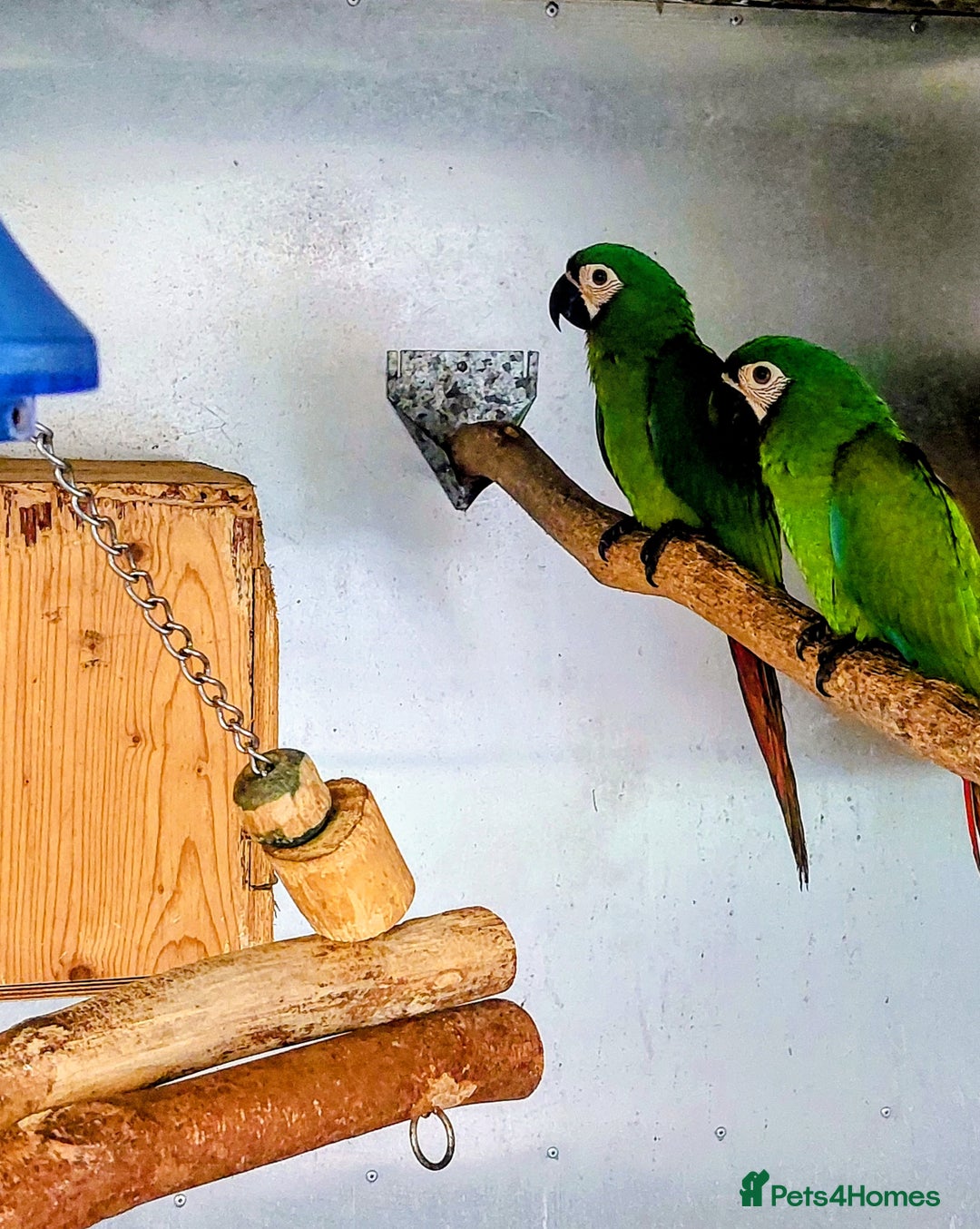 Macaws birds for sale: Chestnut fronted severe macaws - Image 4
