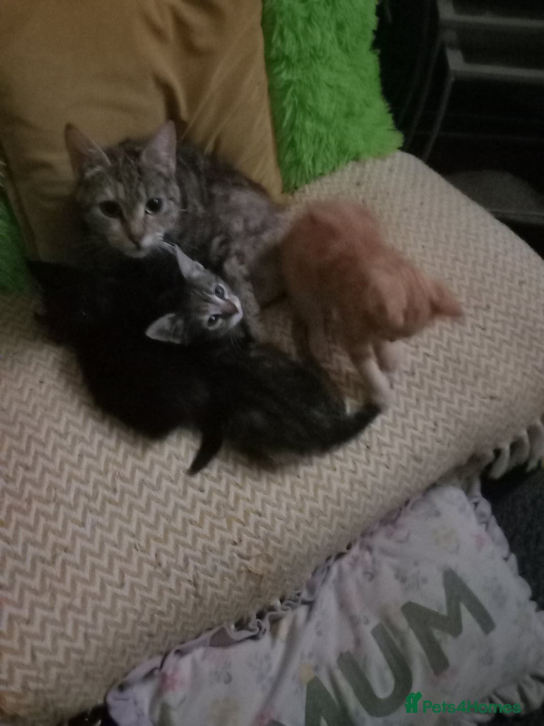 Mixed Breed cats for sale:  beautiful kittens looking for their forever homes - Image 7