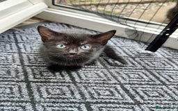 British Shorthair cats for sale: ONE female black Kitten ready to leave today!  - Image 1