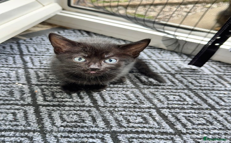 British Shorthair cats for sale - Advert 1