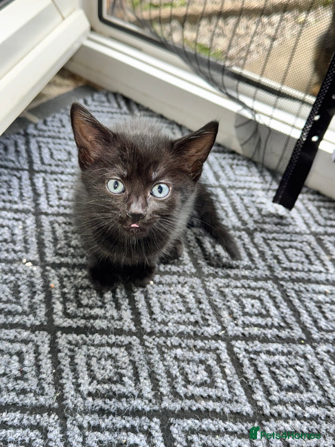 British Shorthair cats for sale: ONE female black Kitten ready to leave today!  - Image 1