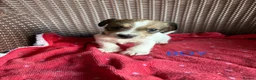 Jack Russell dogs for sale: Jack Russell puppies  - Advert 19
