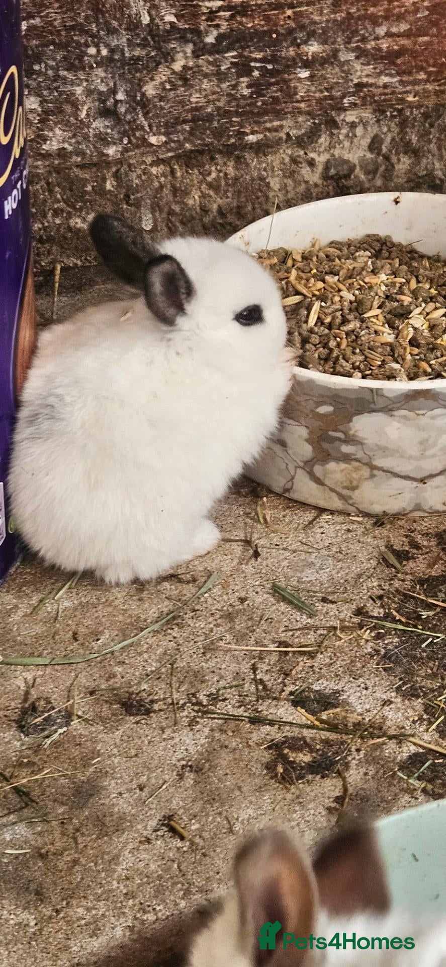 Mixed Breed rabbits My baby rabbits are toilet trained.🥰 - Advert 1