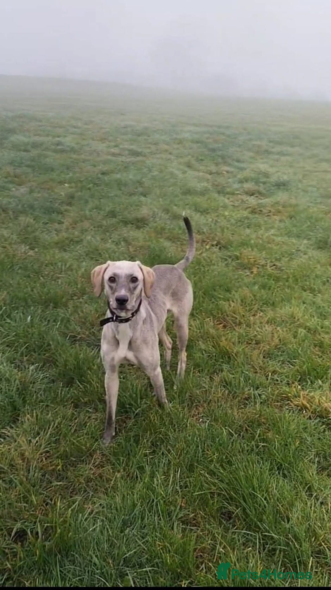 Mixed Breed dogs for sale: Saluki x labrador pups 8 weeks - Advert 6