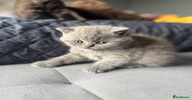 British Shorthair cats - Advert 12