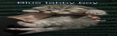 Blue tabby boy 