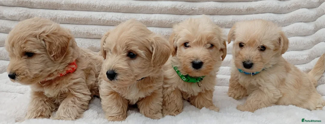 West Highland Terrier dogs for sale: Westiepoo puppies  - Advert 4