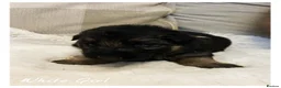 German Shepherd dogs for sale: Kc German Shepard long haired  - Advert 16