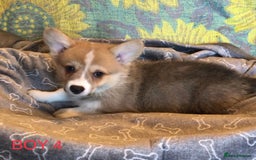 Welsh Corgi Pembroke dogs for sale: Pembroke Corgi  - Image 5