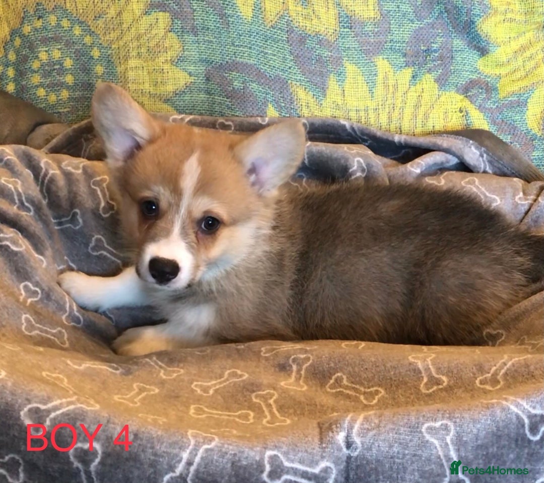 Welsh Corgi Pembroke dogs for sale: Pembroke Corgi  - Image 5