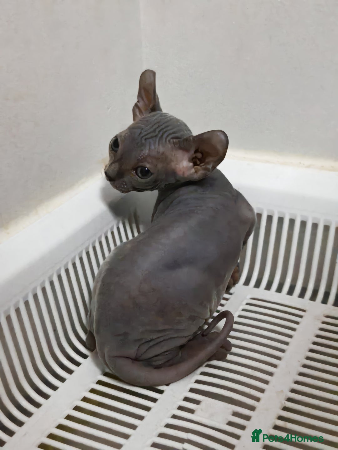 Sphynx cats for sale: Unique Elf, Sphynx & Dwelf Babies - Advert 13