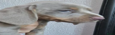 Dachshund 2