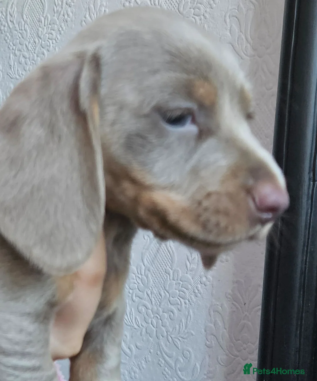 Dachshund dogs for sale: Beautiful miniture Dashounds - Advert 2