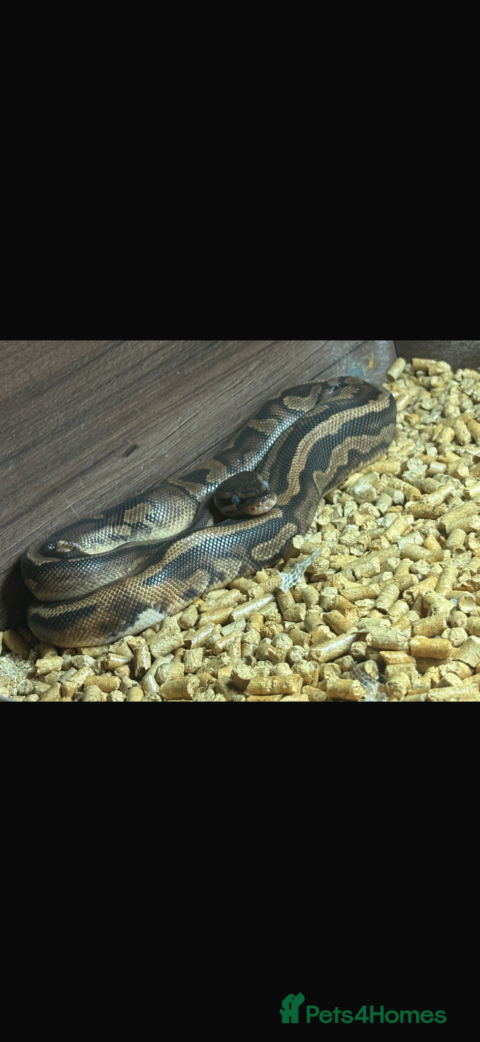 Boa Snake reptiles Mixed ball pythons with complete setup  - Advert 8