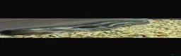 Boa Snake reptiles for sale: Mixed ball pythons with complete setup  - Advert 1