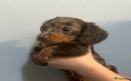 Miniature Dachshund dogs for sale: Gorgeous Miniature Dachshunds - Image 7