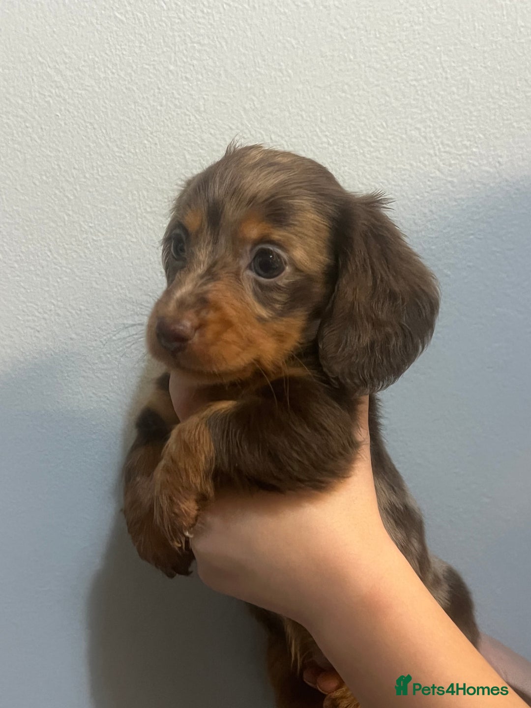 Miniature Dachshund dogs for sale: Gorgeous Miniature Dachshunds - Image 7