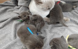 British Shorthair cats for sale: Blue British sorthair kittens available - Image 6