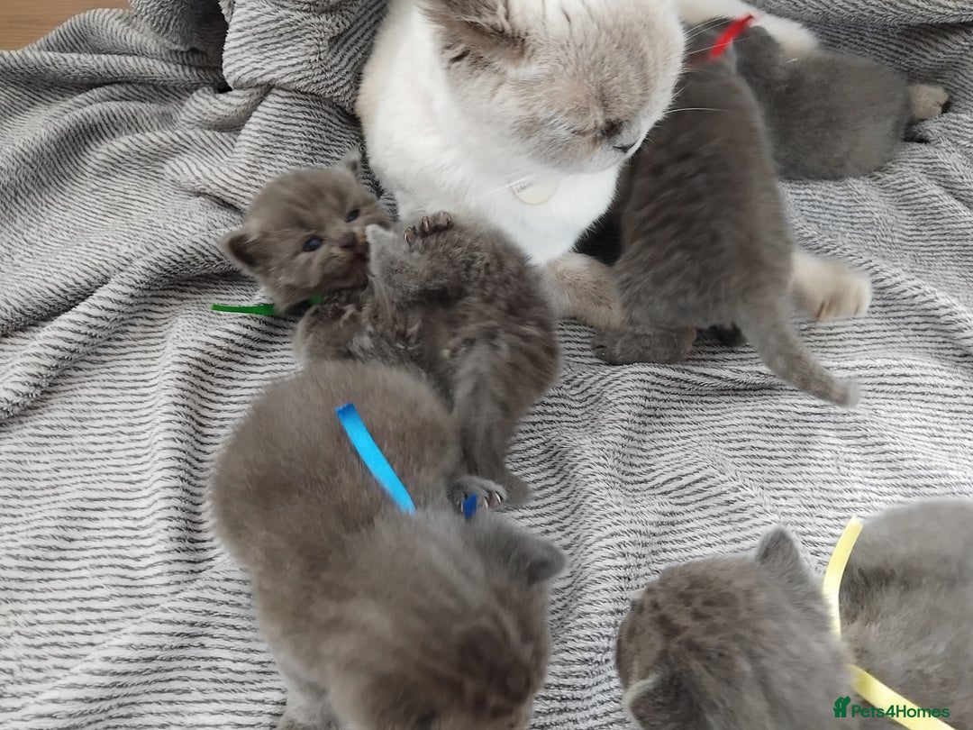 British Shorthair cats for sale: Blue British sorthair kittens available - Image 6