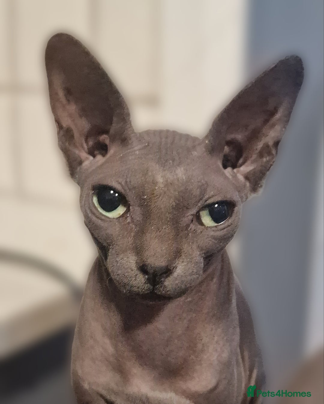 Sphynx cats for sale: Adult Canadian Sphynx for sale and Stud males  - Image 11