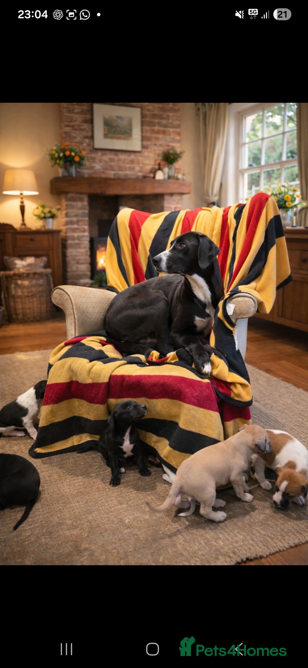 Mixed Breed dogs Whippet cross lurcher - Advert 3