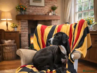 Mixed Breed dogs Whippet cross lurcher - Advert 3