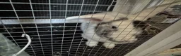 Mixed Breed rabbits for sale: 2 male rabbits in Stoke-on-Trent - Advert 2