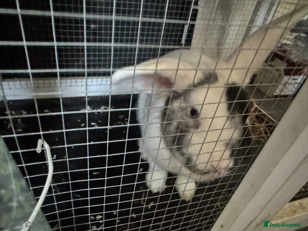 Mixed Breed rabbits for sale: 2 male rabbits in Stoke-on-Trent - Advert 2