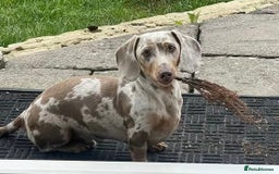 Miniature Dachshund dogs for stud: Frodo at Stud  in Milton Keynes - Image 4