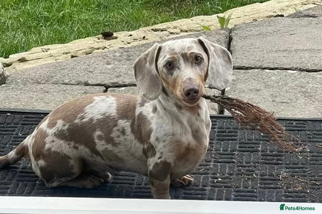 Miniature Dachshund dogs for stud: Frodo at Stud  in Milton Keynes - Image 4