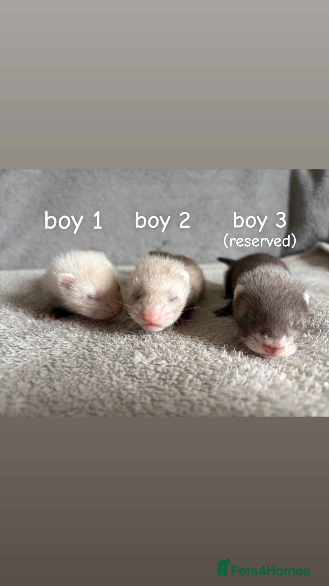 Ferret rodents Baby Ferrets For Sale - Advert 1