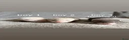 Ferret rodents for sale: Baby Ferrets For Sale - Advert 1