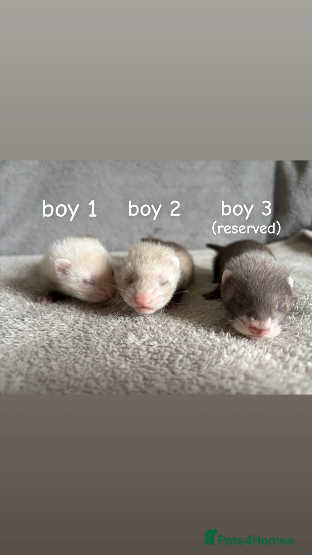 Ferret rodents for sale: Baby Ferrets For Sale - Advert 1