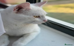 American Shorthair cats for sale: Beautiful 1-Year-Old Full White Male Cat  - Image 12