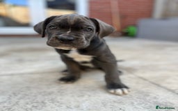 Cane Corso dogs for sale: Purebred Cane Corso puppies  - Image 39