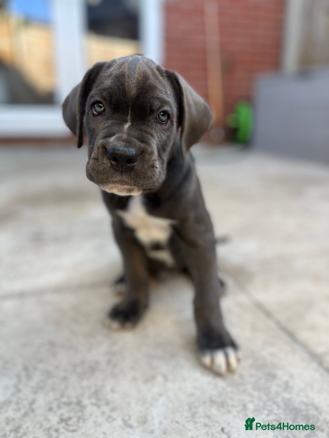 Cane Corso dogs for sale: Purebred Cane Corso puppies  - Image 39