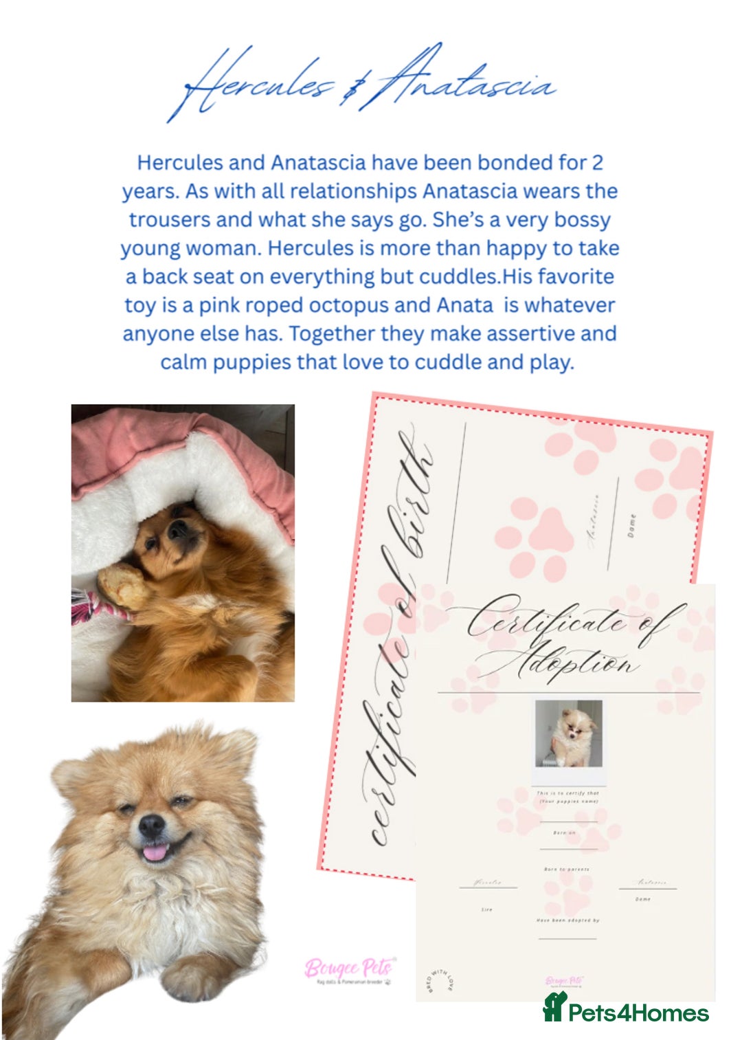 Pomeranian dogs for sale: Beautiful Russian bloodline Pomeranian puppies - Image 5