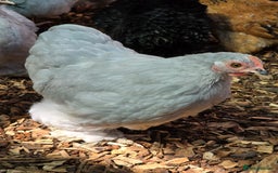 Chickens poultry for sale: Pekin Bantam pullets POL - Image 5