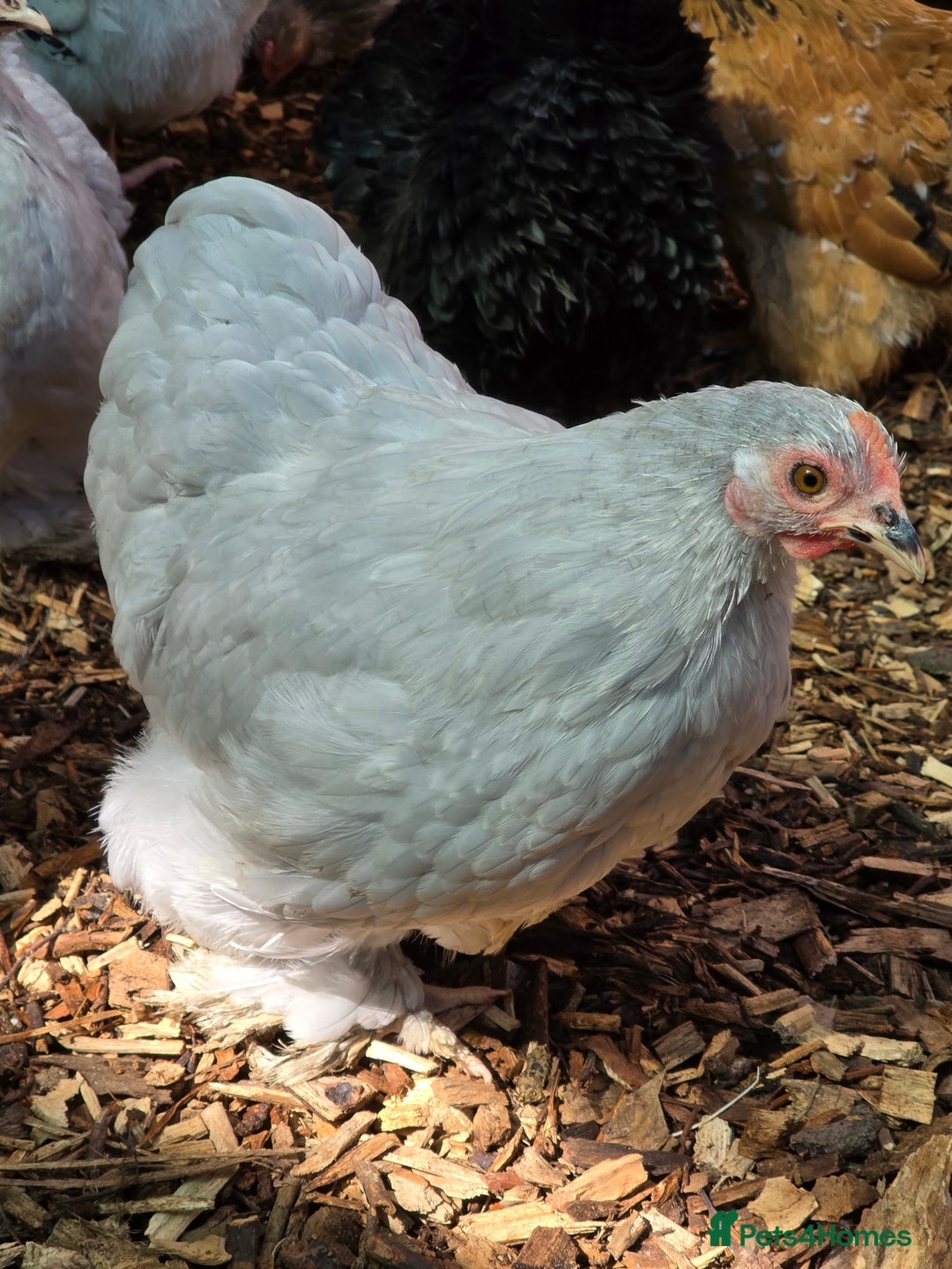 Chickens poultry for sale: Pekin Bantam pullets POL - Image 5