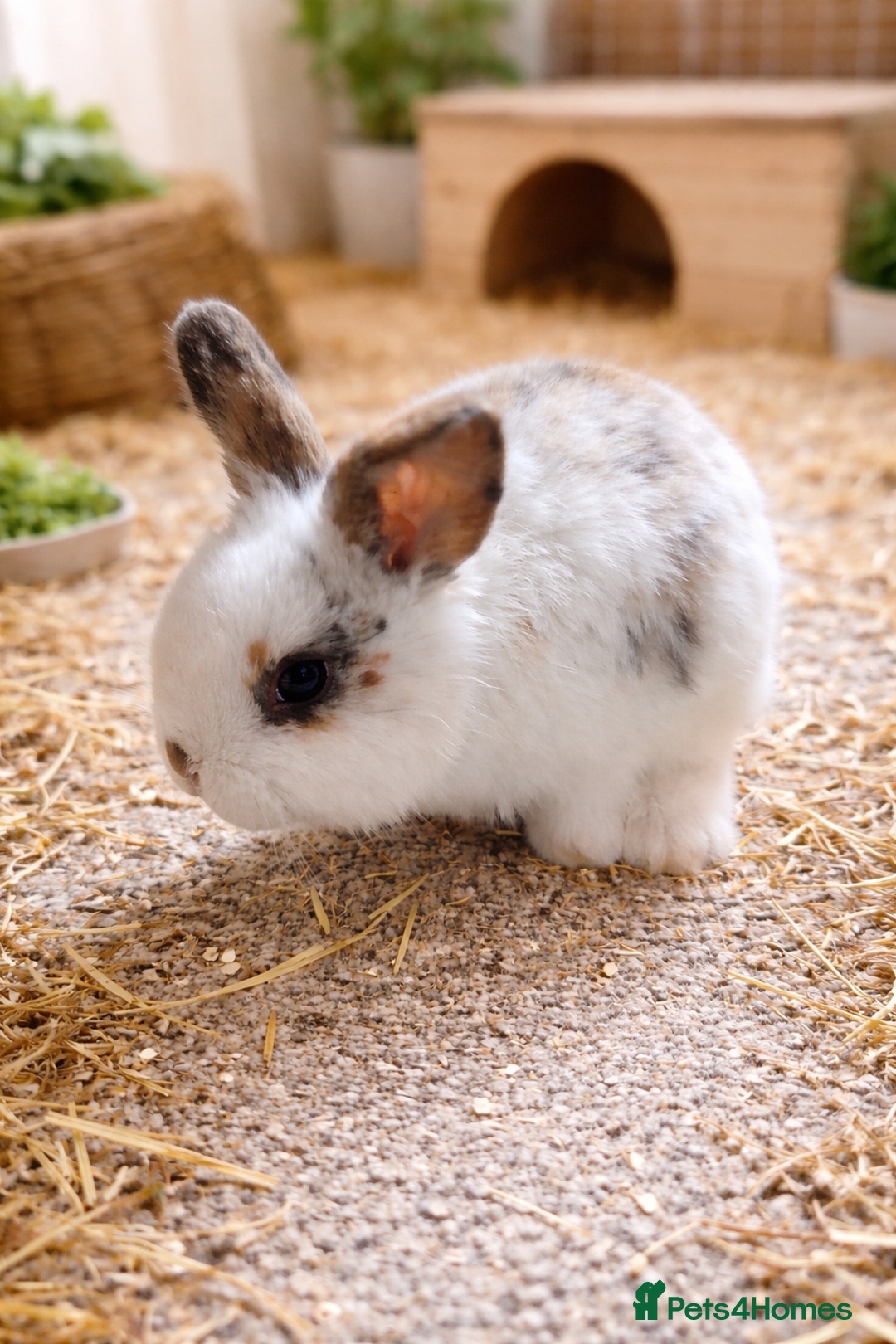 Mini Lop rabbits for sale: Stunning mini lop x LAST TWO REMAINING - Advert 4