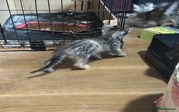 Maine Coon cats for sale: 3/4 Maincoon Cross - Image 1